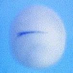 Expression Image