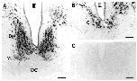 Expression Image