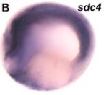 Expression Image
