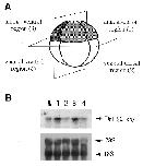 Expression Image