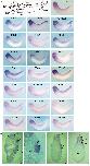 Expression Image