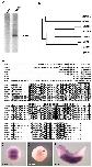 Expression Image