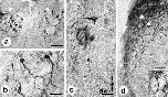 Expression Image
