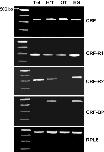Expression Image