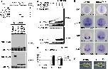 Expression Image