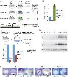 Expression Image