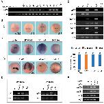 Expression Image