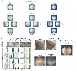 Expression Image
