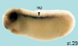 Expression Image