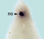 Expression Image