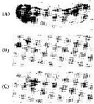 Expression Image