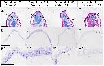 Expression Image