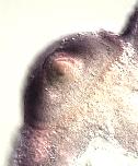 Expression Image