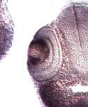 Expression Image