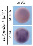 Expression Image