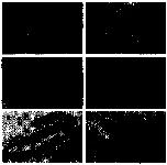 Expression Image