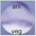 Expression Image