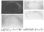 Expression Image