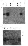 Expression Image