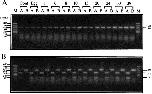 Expression Image