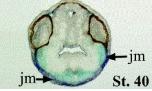 Expression Image