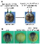 Expression Image