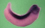 Expression Image