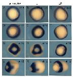 Expression Image