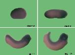 Expression Image