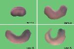 Expression Image