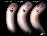 Expression Image