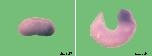 Expression Image