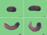Expression Image