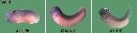 Expression Image