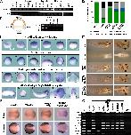 Expression Image