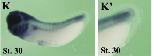 Expression Image