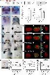 Expression Image