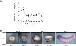 Expression Image
