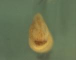 Expression Image