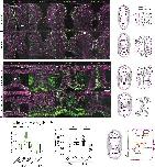 Expression Image
