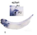 Expression Image
