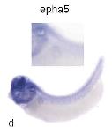Expression Image