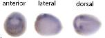 Expression Image