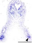 Expression Image