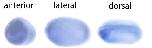 Expression Image