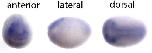 Expression Image