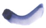 Expression Image