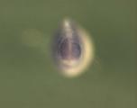 Expression Image
