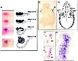Expression Image