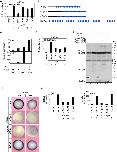 Expression Image